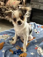 Rio- registry, a female Chihuahua for sale in Panama City, FL – 4 of 4