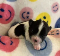 ITSY BITSY - registry, a female Chihuahua for sale in Panama City, FL – 3 of 7