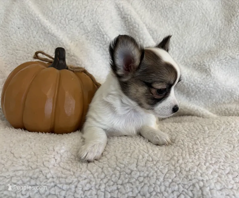 LULU now pending – Chihuahua puppy for sale in Panama City, FL