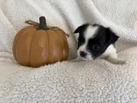 BELLA- now pending, a female Chihuahua for sale in Panama City, FL – 4 of 7