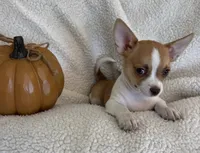TEENY WEENY-registry, a female Chihuahua for sale in Panama City, FL – 2 of 7