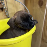 MALLORY-rescue FREE, a female Labrador Retriever for sale in Panama City, FL – Photo 4 of 5