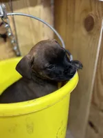 MALLORY-rescue pup, a female Labrador Retriever for sale in Panama City, FL – Photo 4 of 5