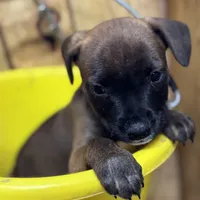 MALLORY-rescue FREE, a female Labrador Retriever for sale in Panama City, FL – Photo 2 of 5