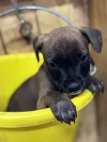 MALLORY-rescue pup, a female Labrador Retriever for sale in Panama City, FL – Photo 2 of 5