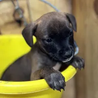 MALLORY-rescue FREE, a female Labrador Retriever for sale in Panama City, FL – Photo 1 of 5