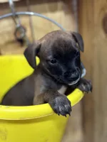 MALLORY-rescue pup, a female Labrador Retriever for sale in Panama City, FL – Photo 1 of 5