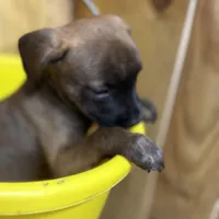 MALLORY-rescue FREE, a female Labrador Retriever for sale in Panama City, FL – Photo 3 of 5