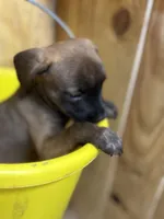 MALLORY-rescue pup, a female Labrador Retriever for sale in Panama City, FL – Photo 3 of 5