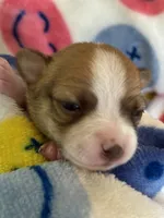 TEENY WEENY-registry, a female Chihuahua for sale in Panama City, FL – 6 of 9