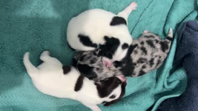MARBLES- now pending, a male Chihuahua for sale in Panama City, FL – 10 of 10