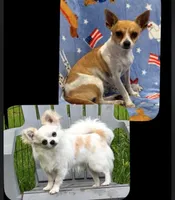 PIPSQUEAK-registry, a male Chihuahua for sale in Panama City, FL – 6 of 6