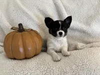 ITSY BITSY - registry, a female Chihuahua for sale in Panama City, FL – 2 of 9