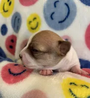 TEENY WEENY-registry, a female Chihuahua for sale in Panama City, FL – 4 of 9