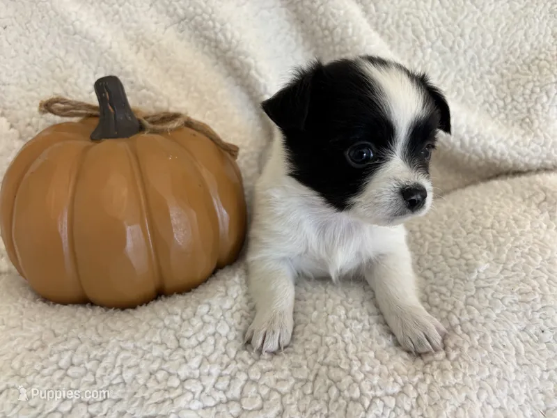 BELLA- now pending – Chihuahua puppy for sale in Panama City, FL