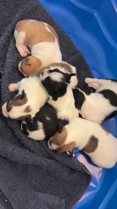 LULU is pending, a female Chihuahua for sale in Panama City, FL – 8 of 10