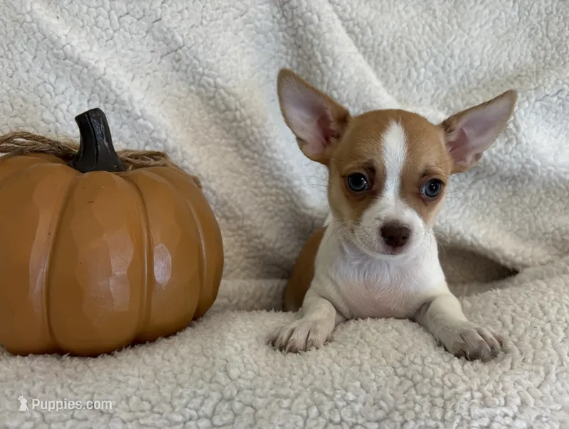TEENY WEENY-registry – Chihuahua puppy for sale in Panama City, FL