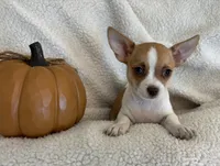 TEENY WEENY-registry, a female Chihuahua for sale in Panama City, FL – 1 of 7