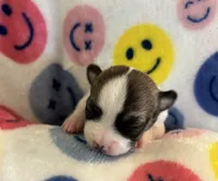 PIPSQUEAK-registry, a male Chihuahua for sale in Panama City, FL – 4 of 6