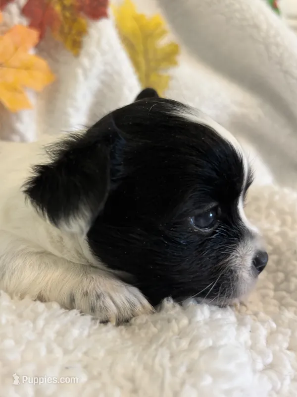 SQUIRT- registry – Chihuahua puppy for sale in Panama City, FL