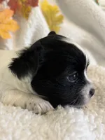 SQUIRT- registry, a male Chihuahua for sale in Panama City, FL – 4 of 9