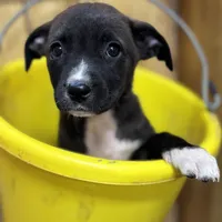 TESS-rescue FREE, a female Labrador Retriever for sale in Panama City, FL – Photo 3 of 4