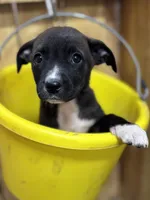 TESS-rescue pup, a female Labrador Retriever for sale in Panama City, FL – Photo 3 of 4