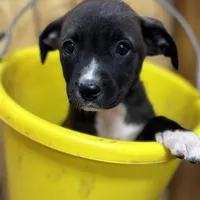 TESS-rescue FREE, a female Labrador Retriever for sale in Panama City, FL – Photo 2 of 4