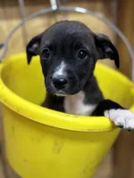 TESS-rescue pup, a female Labrador Retriever for sale in Panama City, FL – Photo 2 of 4