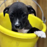 TESS-rescue FREE, a female Labrador Retriever for sale in Panama City, FL – Photo 1 of 4