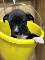 TESS-rescue pup, a female Labrador Retriever for sale in Panama City, FL – Photo 1 of 4