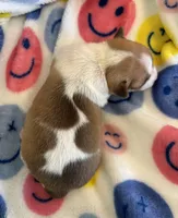 TEENY WEENY-registry, a female Chihuahua for sale in Panama City, FL – 7 of 9