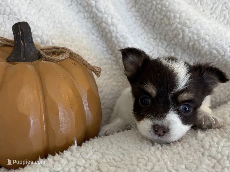 PEBBLES- now pending – Chihuahua puppy for sale in Panama City, FL
