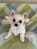 Peter Cottontail ❤️REGISTERED, a male Chihuahua for sale in Panama City, FL – Photo 3 of 10