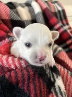 Casanova❤️REGISTERED, a male Chihuahua for sale in Panama City, FL – Photo 2 of 7