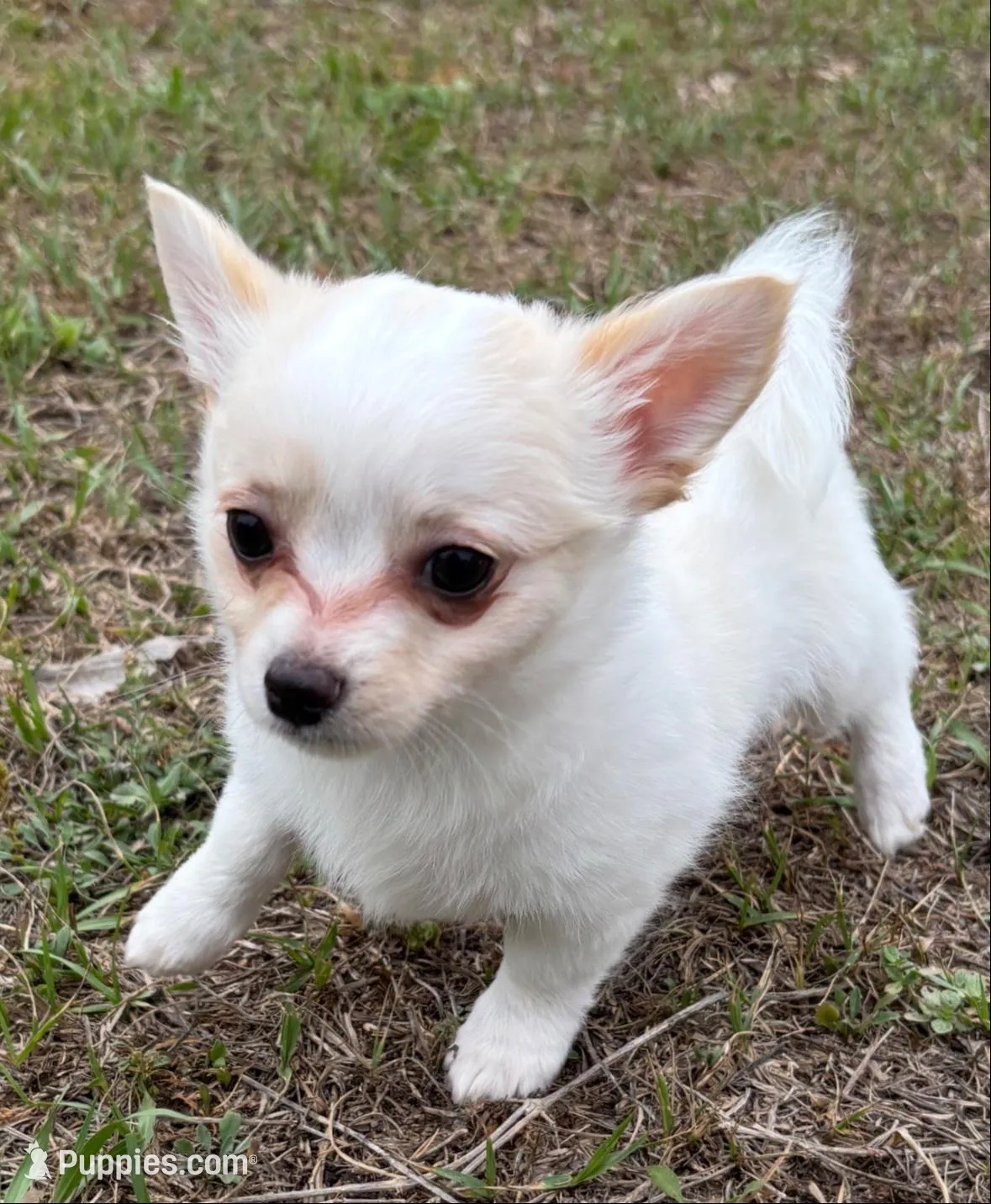 Snuggles ❤️ REGISTERED, a male Chihuahua for sale in Panama City, FL – Photo 10 of 10