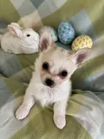 Peter Cottontail ❤️REGISTERED, a male Chihuahua for sale in Panama City, FL – Photo 4 of 10