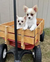 Snuggles ❤️ REGISTERED, a male Chihuahua for sale in Panama City, FL – Photo 4 of 10