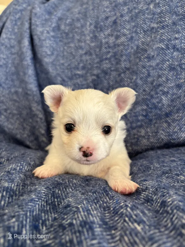 Casanova❤️REGISTERED