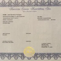 Peter Cottontail ❤️REGISTERED, a male Chihuahua for sale in Panama City, FL – Photo 10 of 10