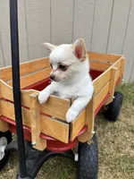 Snuggles ❤️ REGISTERED, a male Chihuahua for sale in Panama City, FL – Photo 6 of 10