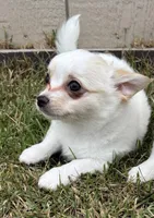 Snuggles ❤️ REGISTERED, a male Chihuahua for sale in Panama City, FL – Photo 5 of 10