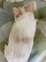 Peter Cottontail ❤️REGISTERED, a male Chihuahua for sale in Panama City, FL – Photo 5 of 10