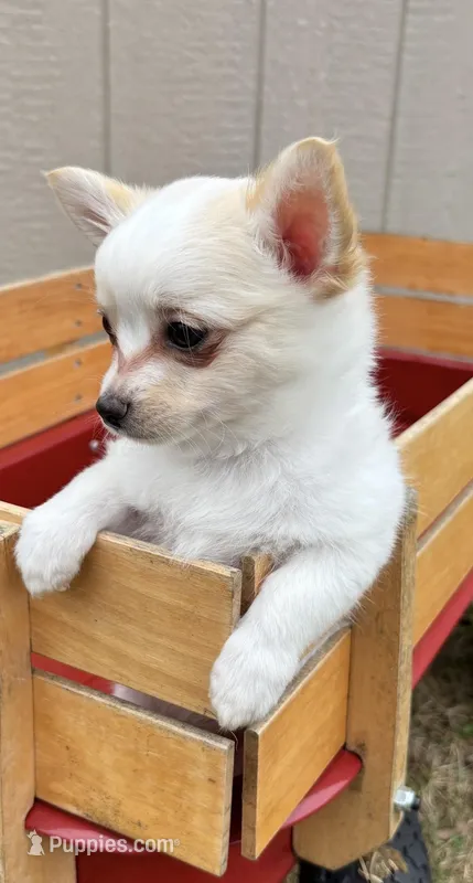 Snuggles ❤️ REGISTERED – Chihuahua puppy for sale in Panama City, FL