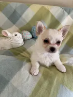 Peter Cottontail ❤️REGISTERED, a male Chihuahua for sale in Panama City, FL – Photo 7 of 10
