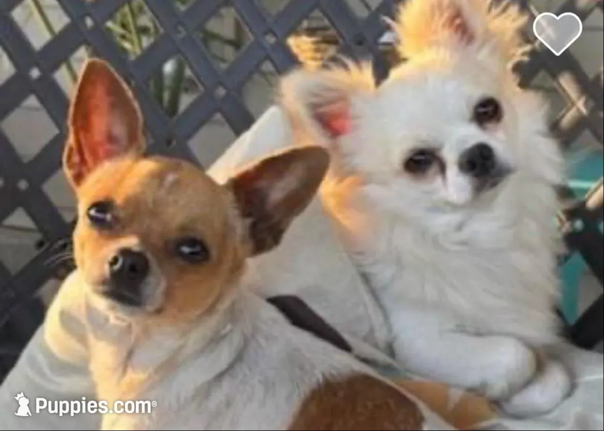 Snuggles ❤️ REGISTERED, a male Chihuahua for sale in Panama City, FL – Photo 9 of 10