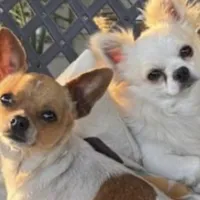 Peter Cottontail ❤️REGISTERED, a male Chihuahua for sale in Panama City, FL – Photo 8 of 10