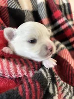 Casanova❤️REGISTERED, a male Chihuahua for sale in Panama City, FL – Photo 1 of 7