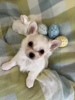 Peter Cottontail ❤️REGISTERED, a male Chihuahua for sale in Panama City, FL – Photo 1 of 10