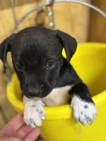 HARLEY-rescue pup, a male Labrador Retriever for sale in Panama City, FL – Photo 1 of 4